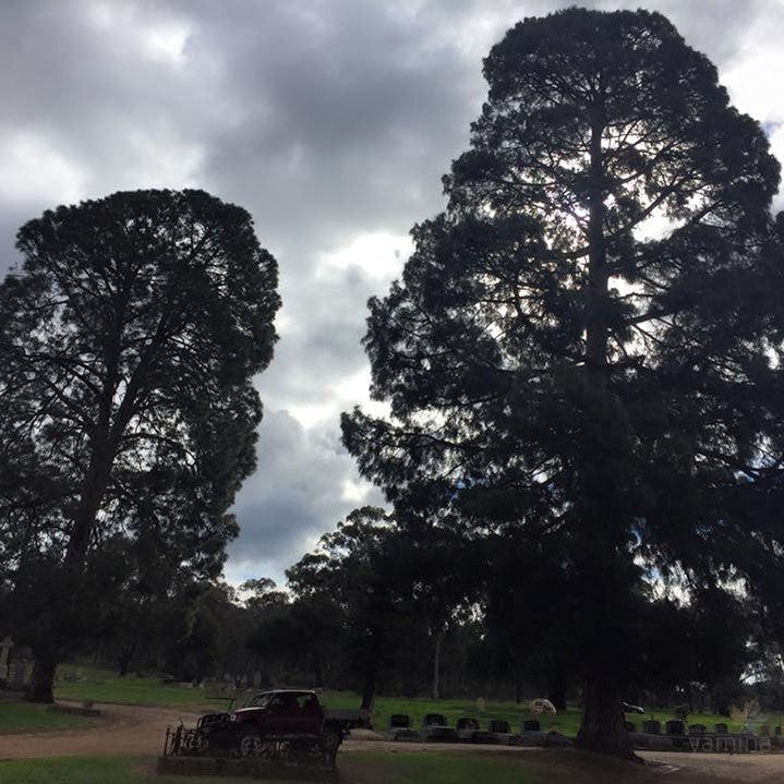 Pinus roxburghii 3