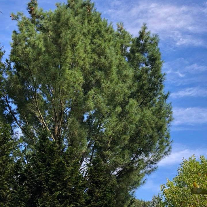 Pinus strobus 3