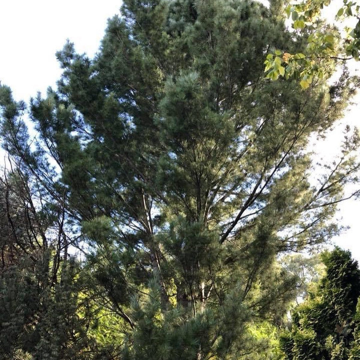 Pinus strobus 5