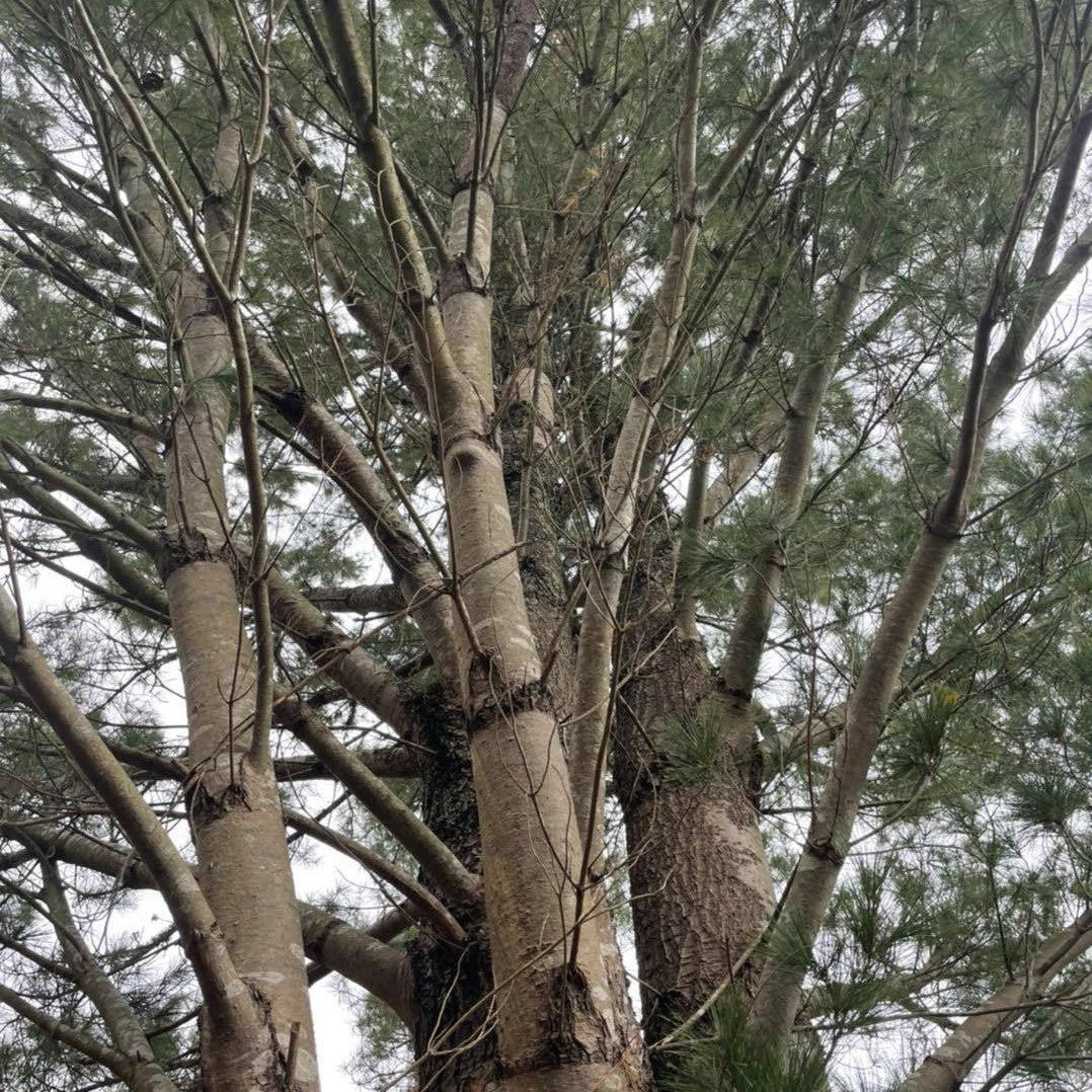 Pinus strobus Fastigiata 1