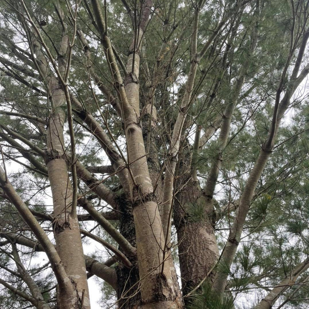 Pinus strobus Fastigiata 1