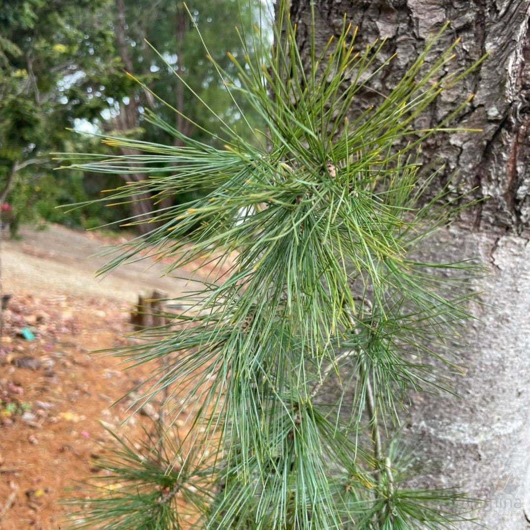 Pinus strobus Fastigiata 2
