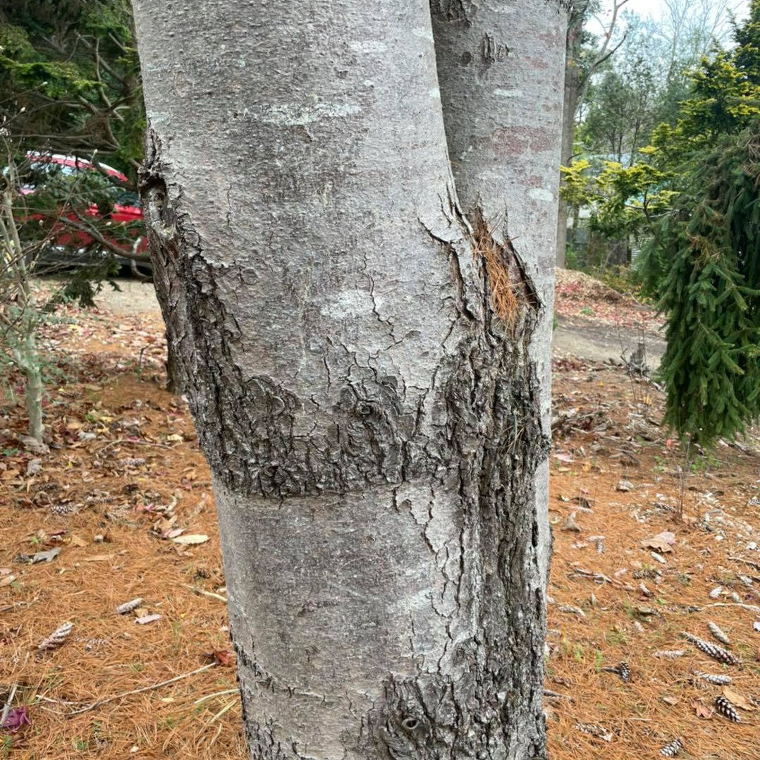 Pinus strobus Fastigiata 3