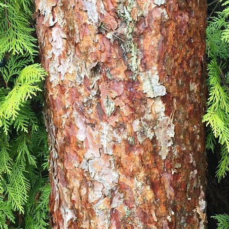 Pinus sylvestris 1
