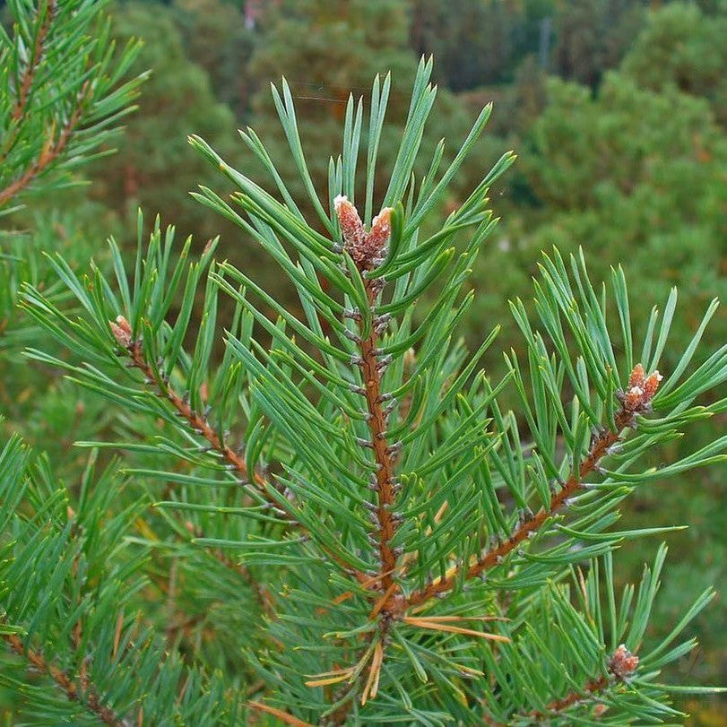Pinus Pinus sylvestris