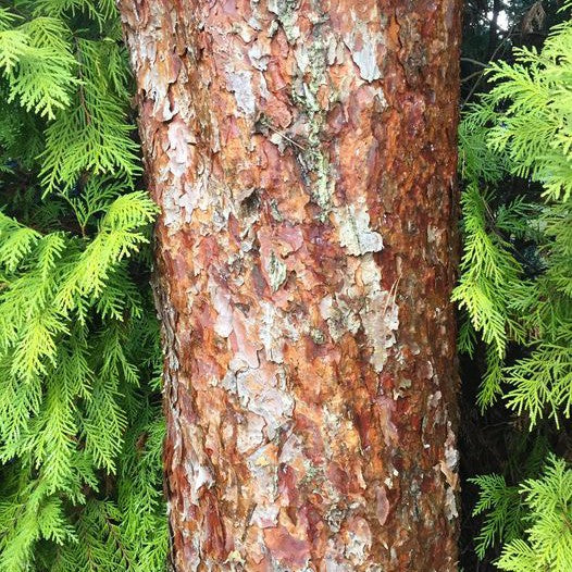 Pinus sylvestris Argentea 1