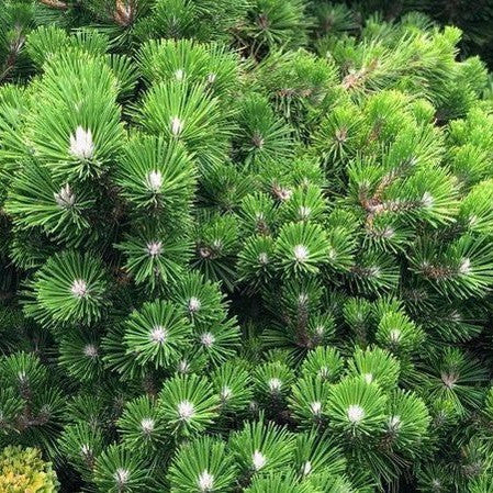 Pinus thunbergii Emerys Dwarf 1