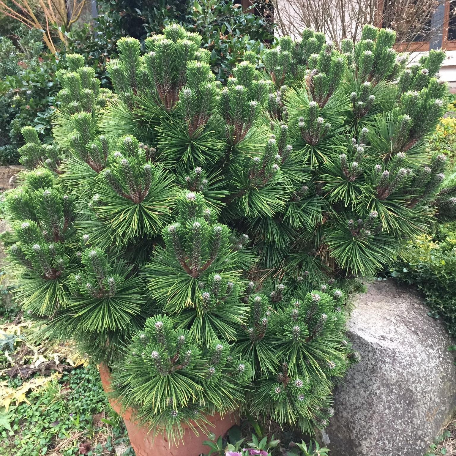 Pinus thunbergii Emerys Dwarf 2