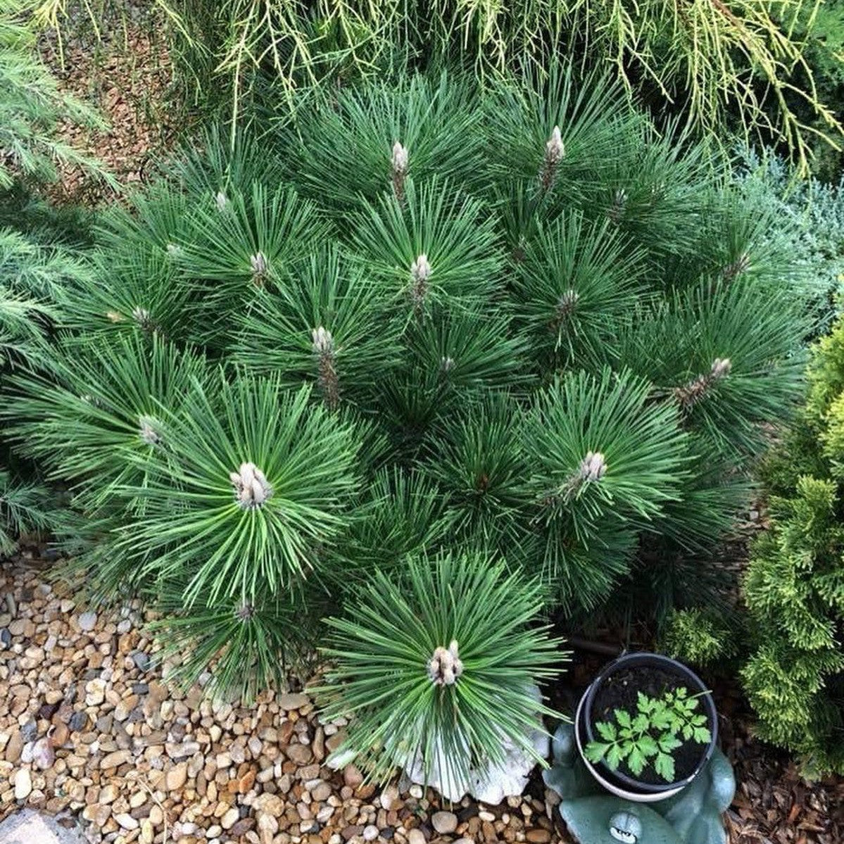 Pinus thunbergii Yatsabusa 1
