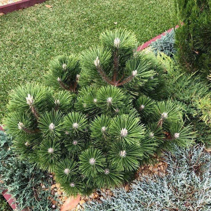 Pinus thunbergii Yatsabusa 2