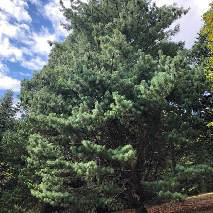 Pinus wallichiana 3