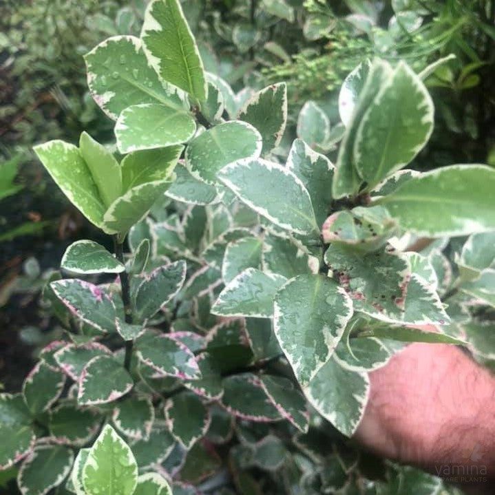 Pittosporum Garnettii 1
