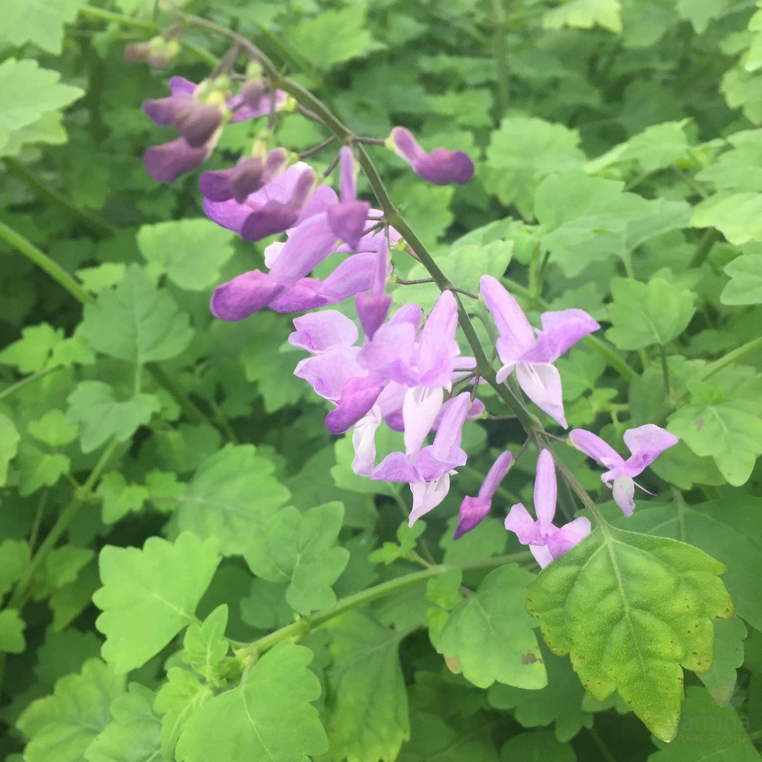 Plectranthus saccatus 1