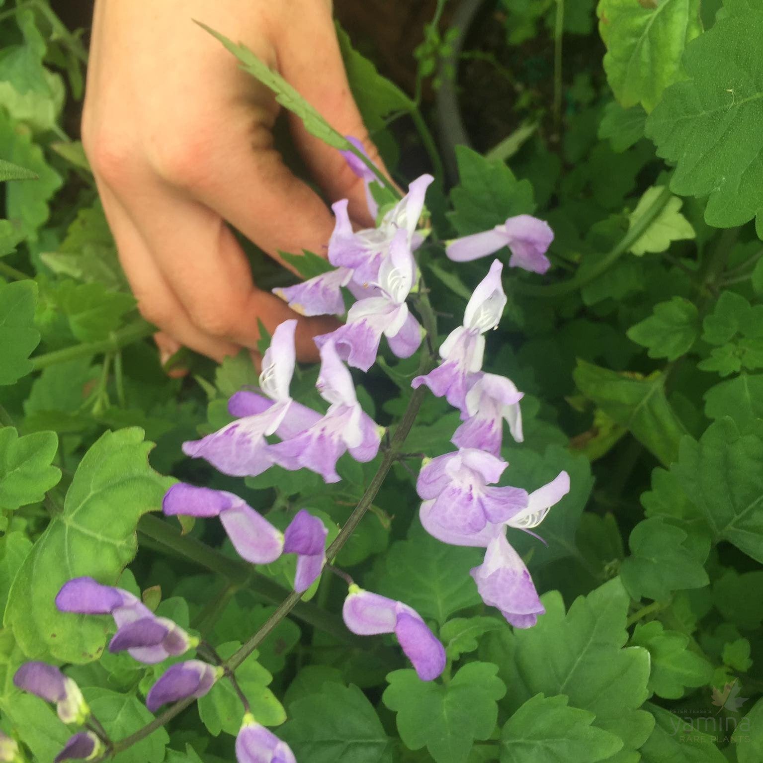 Plectranthus saccatus 2