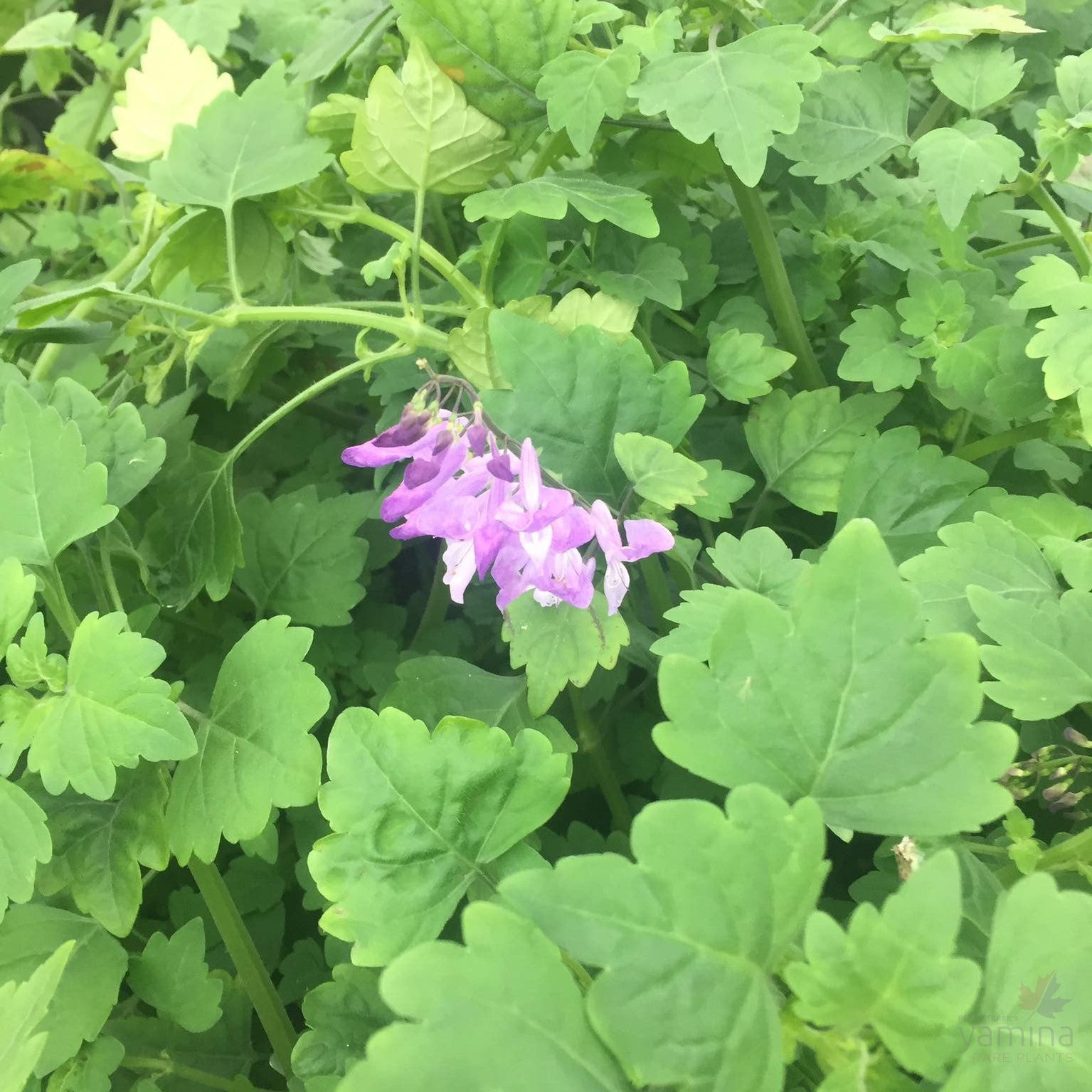 Plectranthus saccatus 3