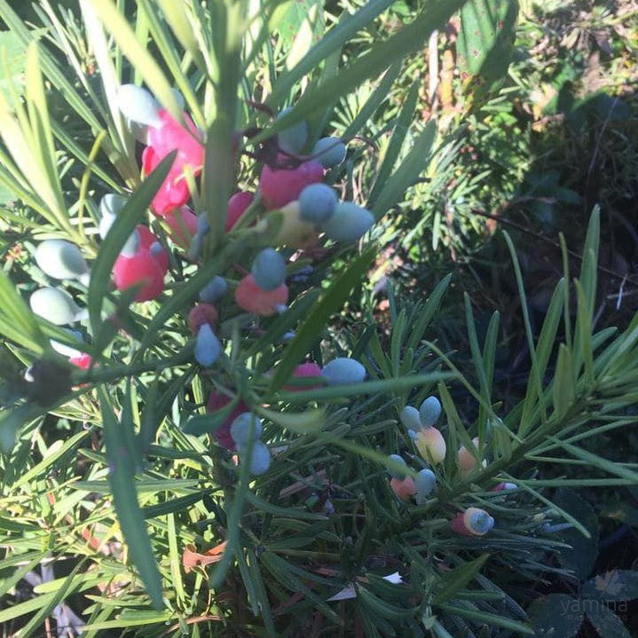 Podocarpus macrophyllus