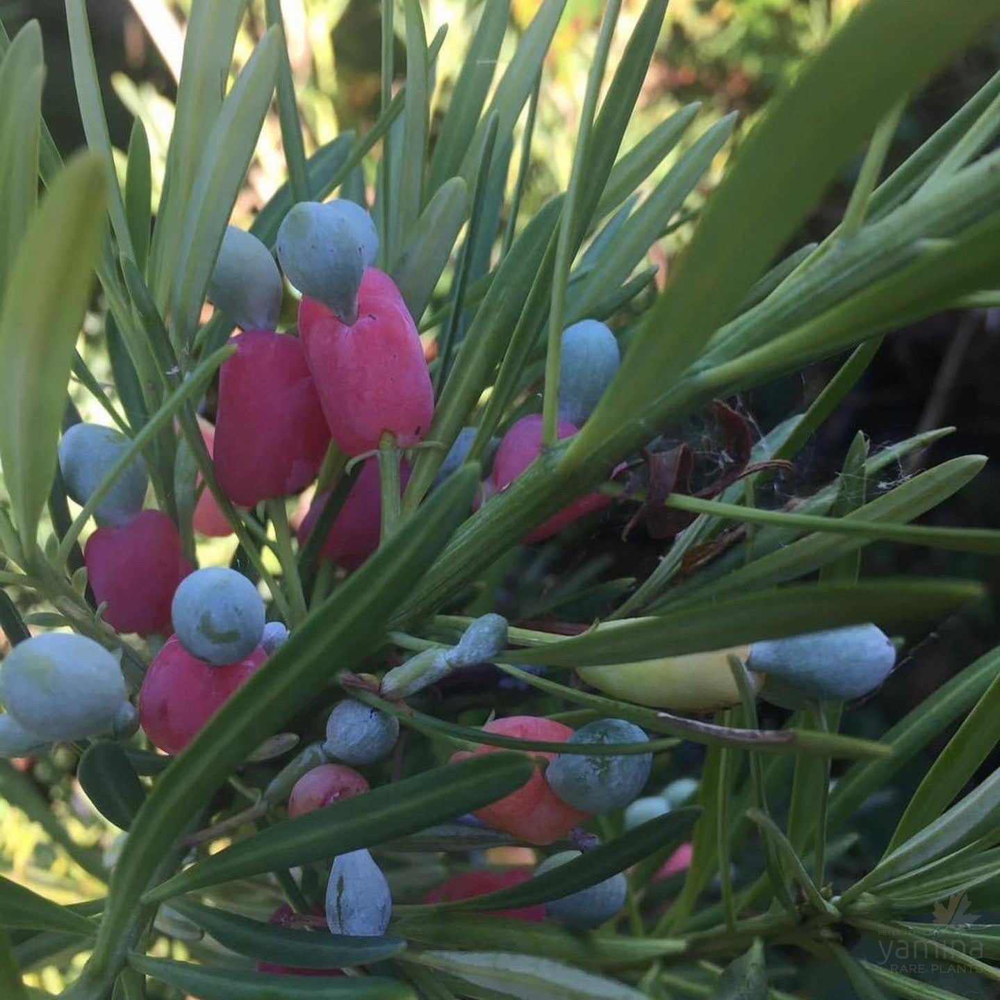 Podocarpus macrophyllus Maki 1