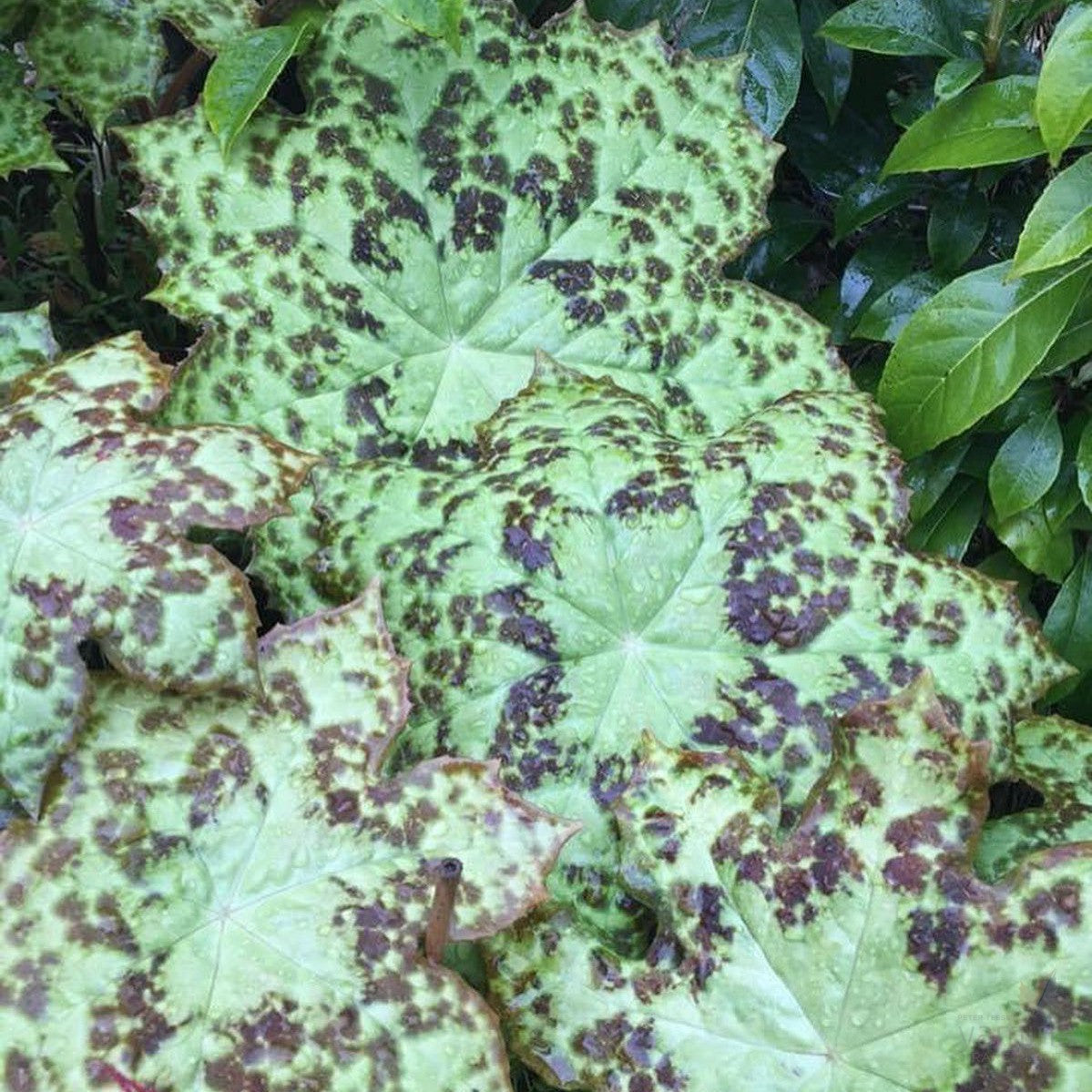 Podophyllum Spotty Dotty 1