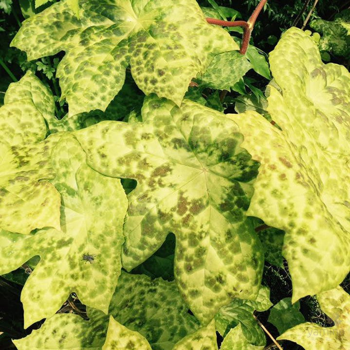 Podophyllum Spotty Dotty 3