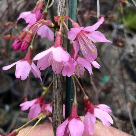 Prunus okame 1