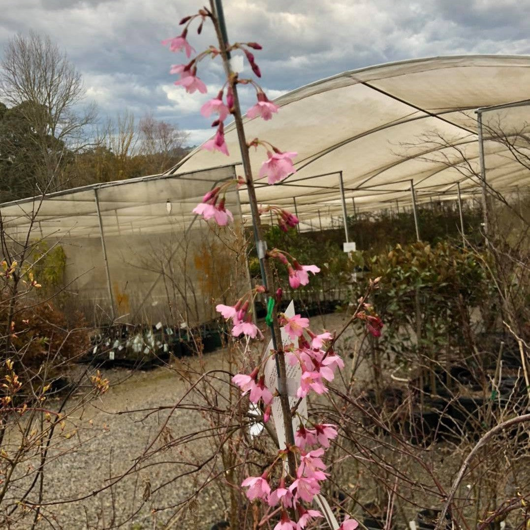 Prunus okame 2
