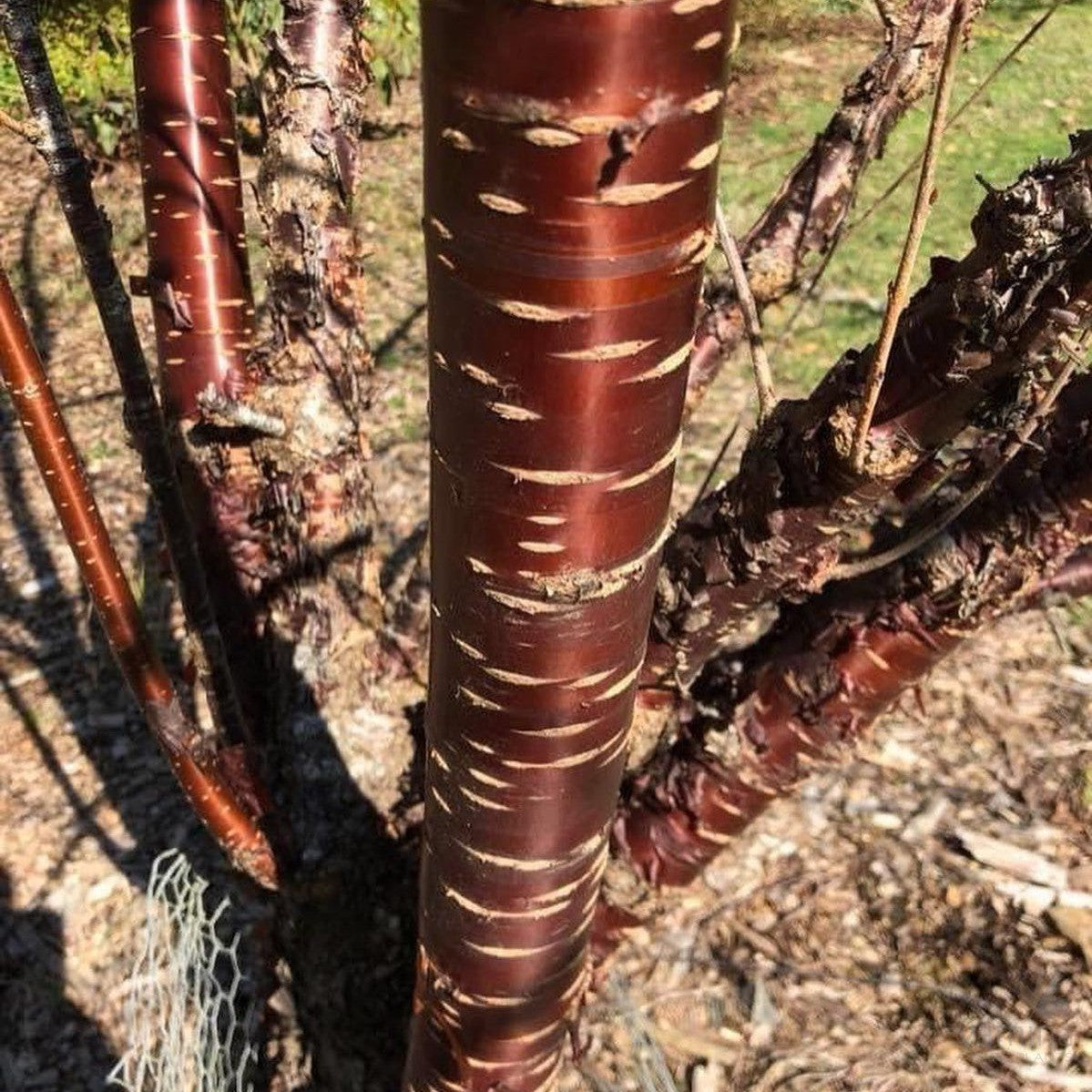 Prunus serrula 1