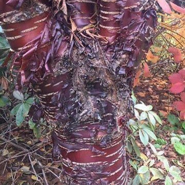 Prunus serrula 2