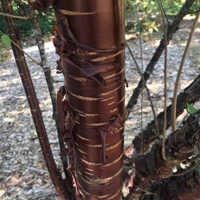 Prunus serrula 3