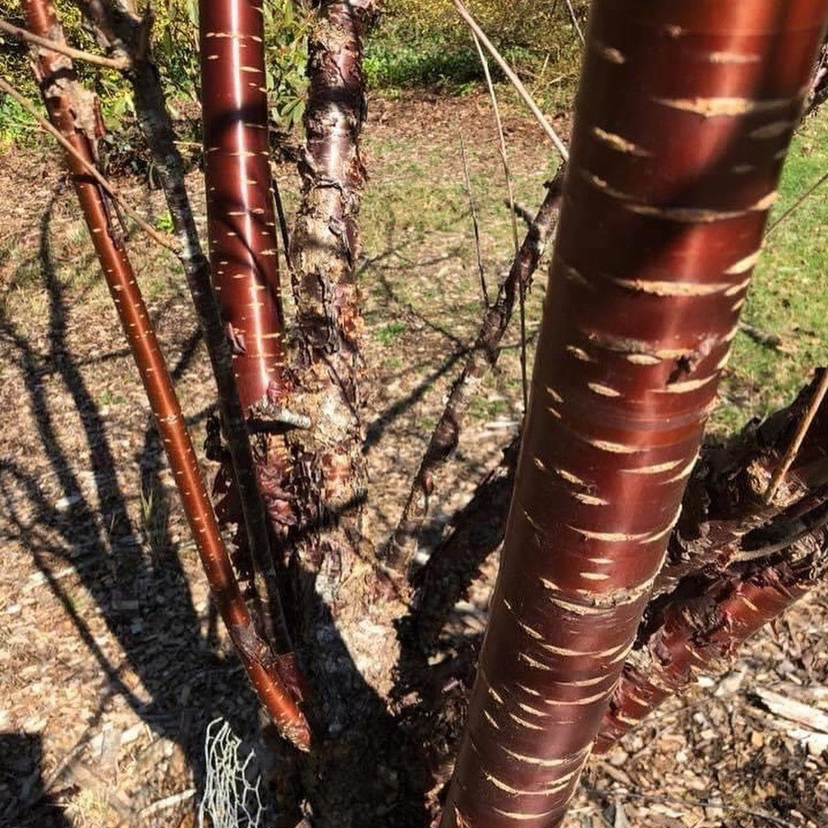 Prunus serrula 4