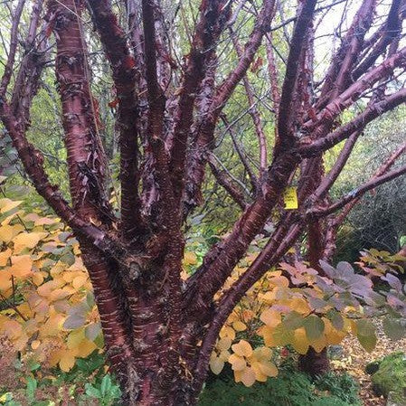 Prunus serrula Tibetica 1