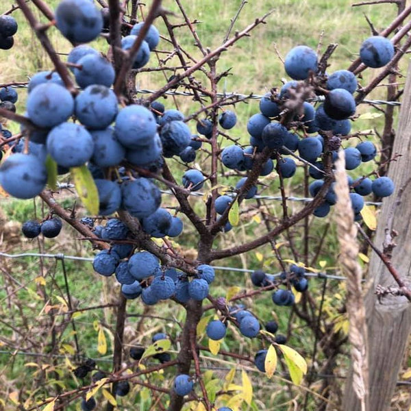 Prunus spinosa