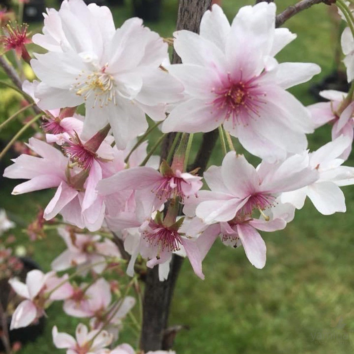 Prunus subhirtella Autumnalis 1