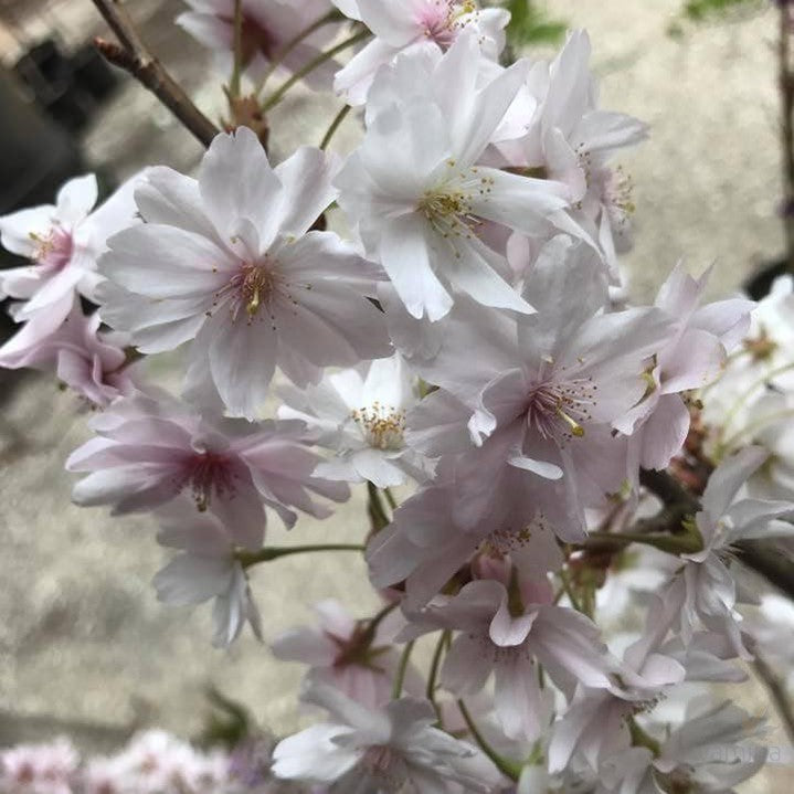 Prunus subhirtella Autumnalis 2