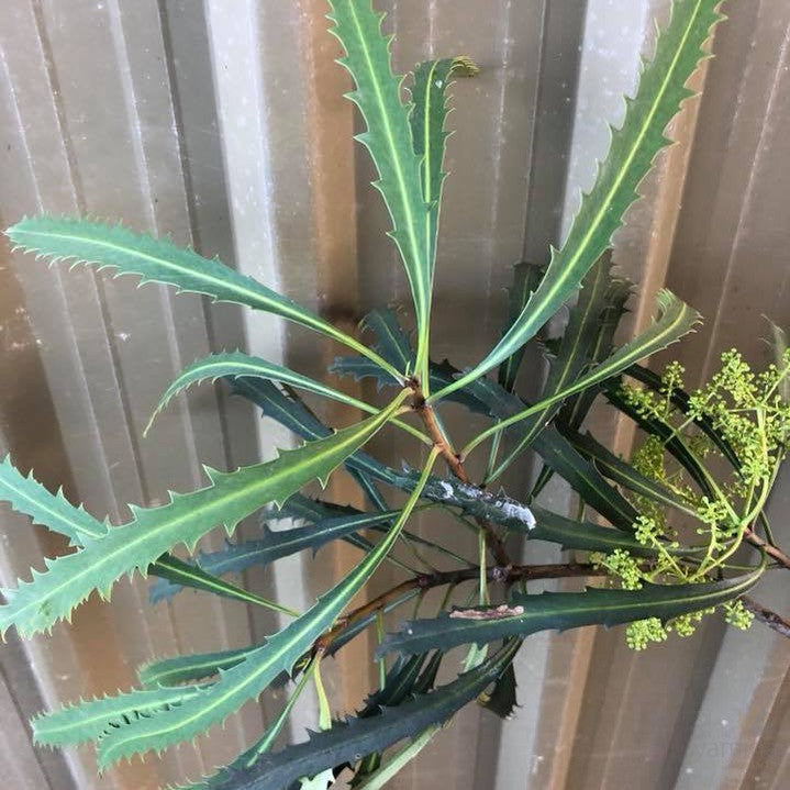 Pseudopanax crassifolius 1