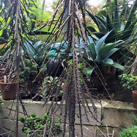 Pseudopanax ferox 1