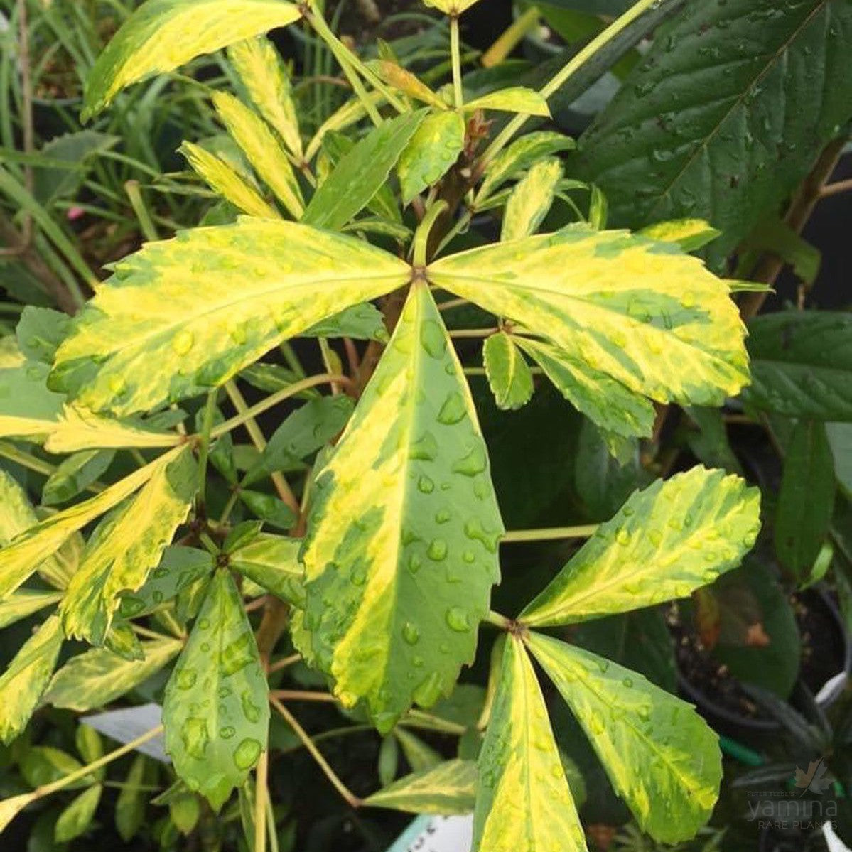 Pseudopanax lessonii Gold Splash 1