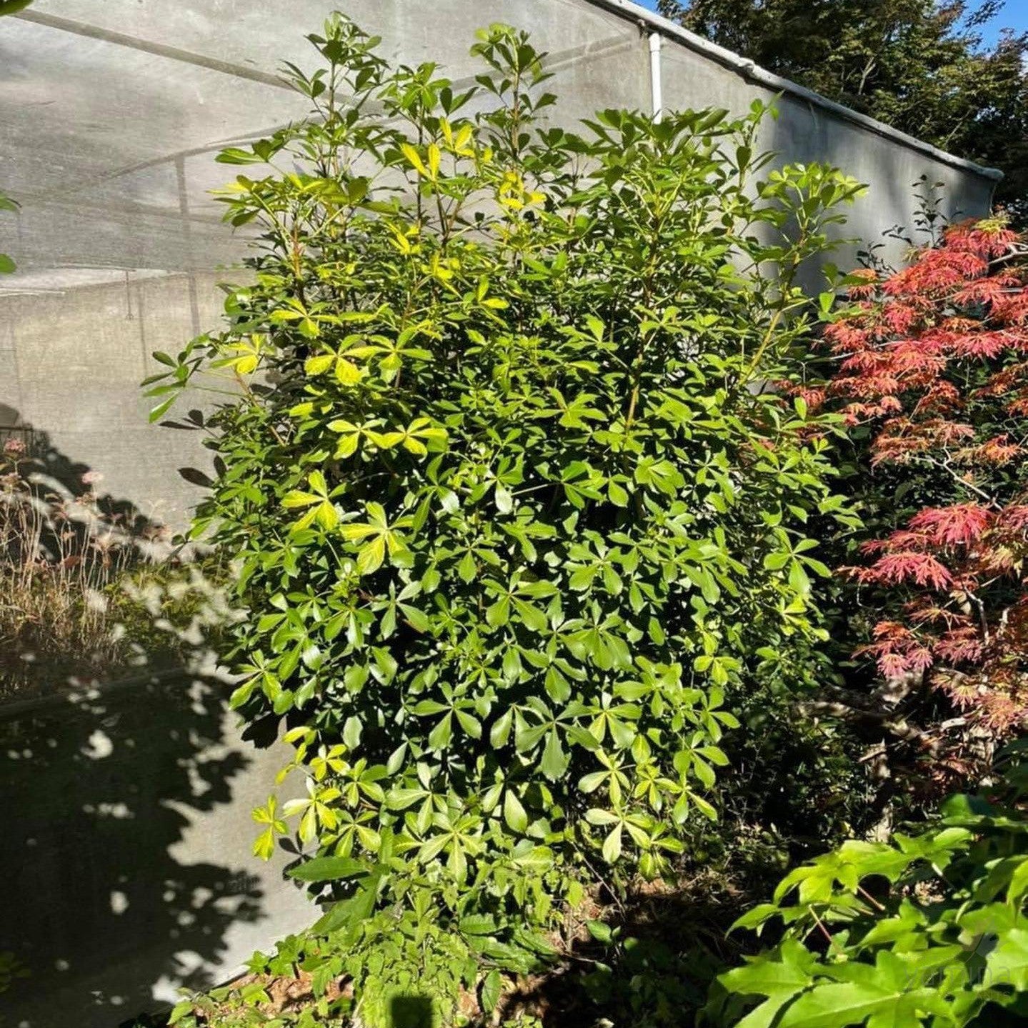 Pseudopanax lessonii Gold Splash 2
