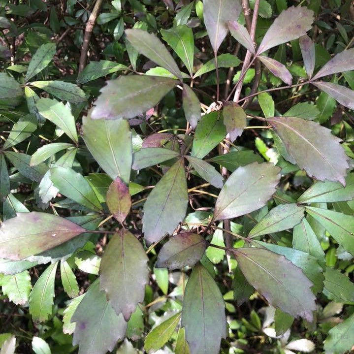 Pseudopanax lessonii Purpureus 2