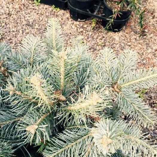 Pseudotsuga menziesii Hess Select 1