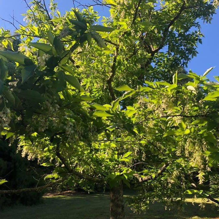 Pterostyrax hispida (Epaulette Tree) 1
