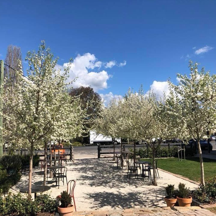 Pyrus nivalis 1