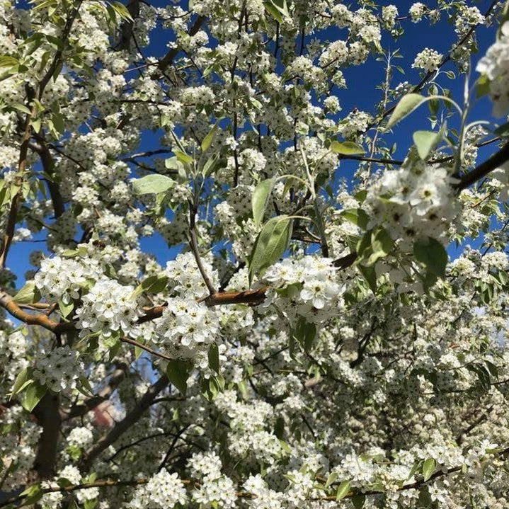 Pyrus nivalis 2