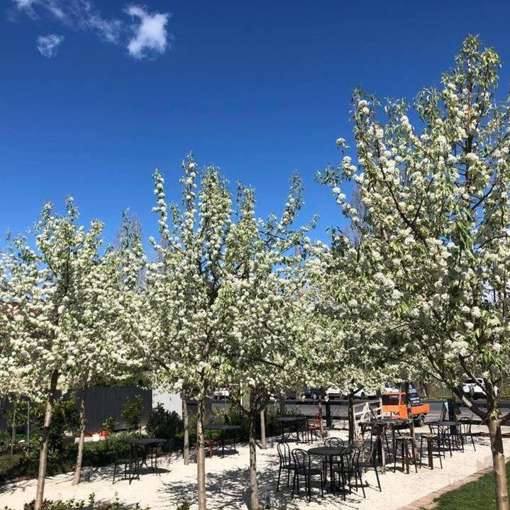 Pyrus nivalis 3