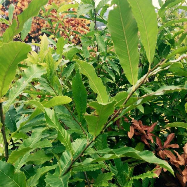 Quercus acutissima 1