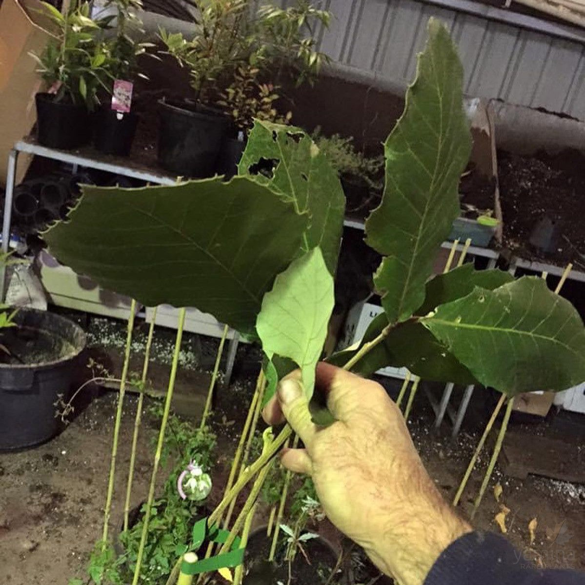 Quercus candicans (graft) 1