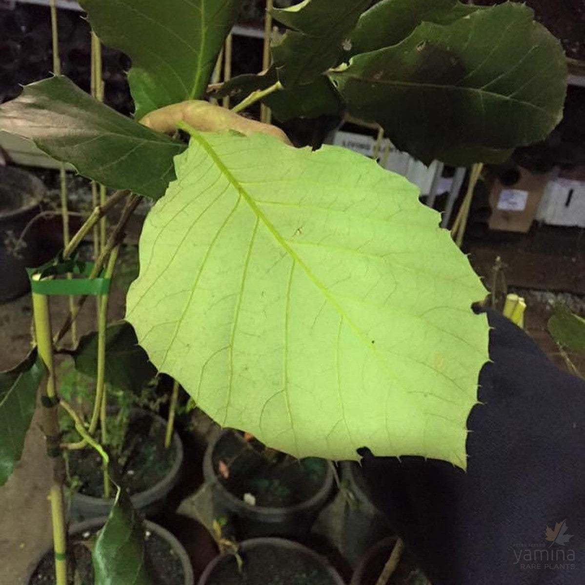 Quercus candicans (graft) 2