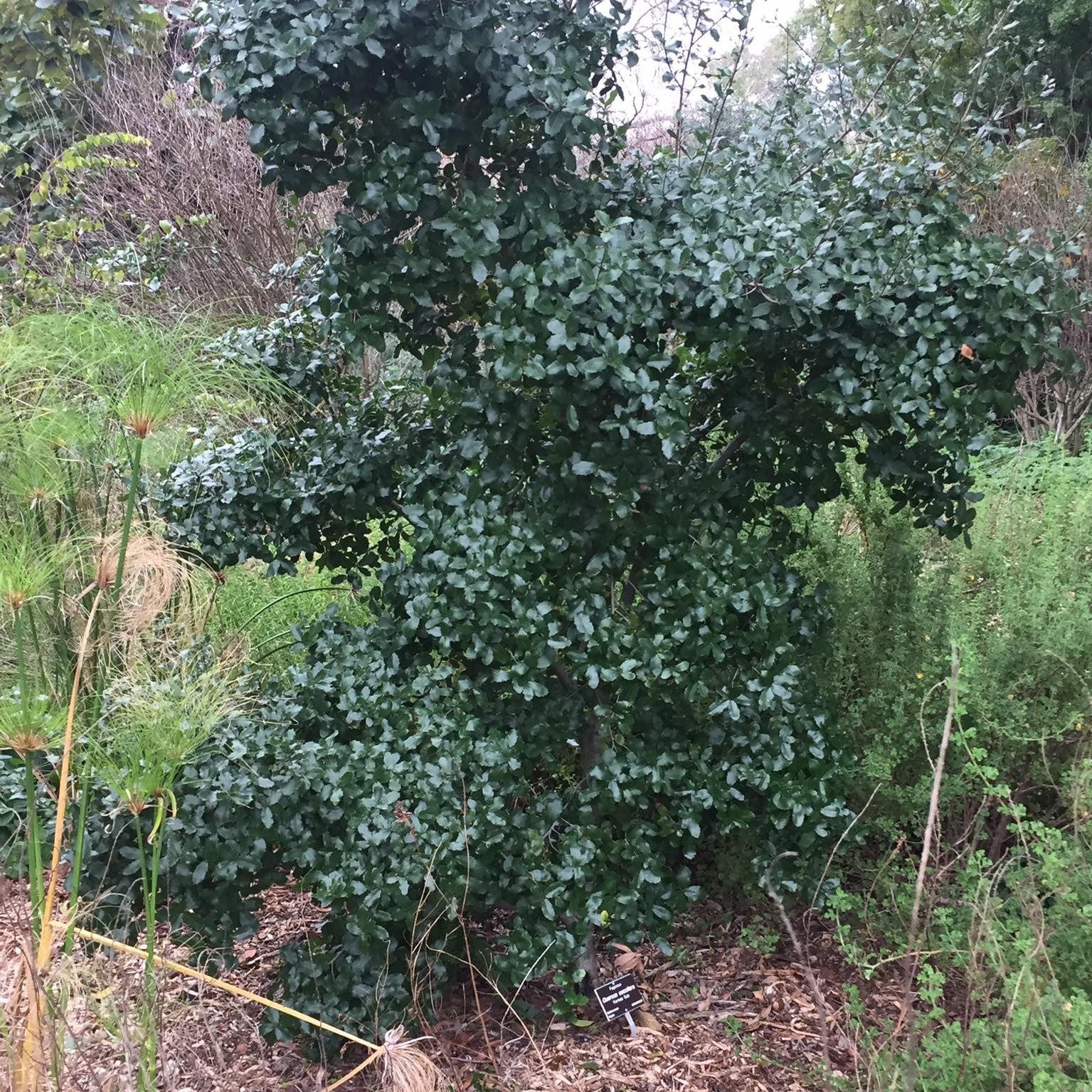 Quercus coccifera 1