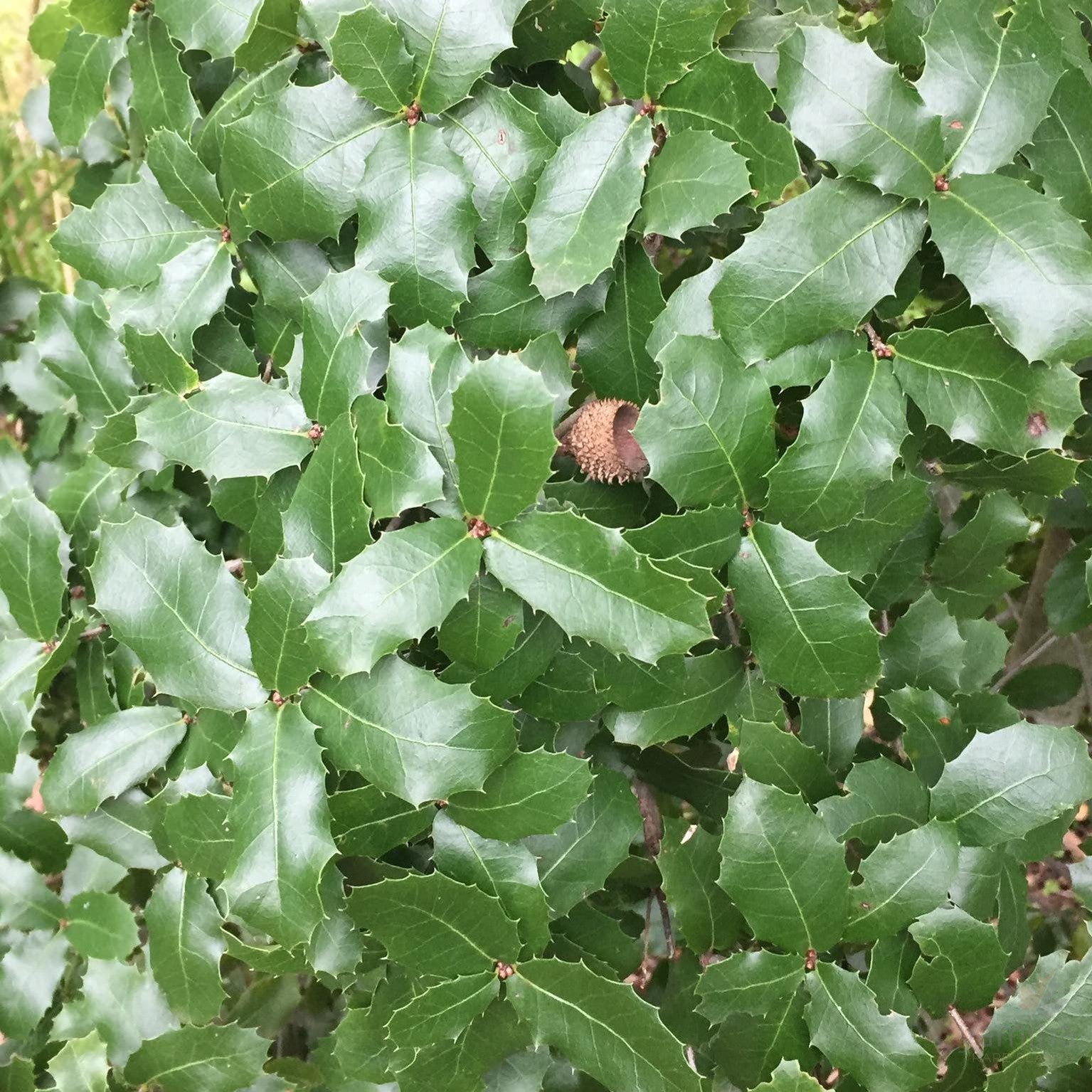 Quercus coccifera 2