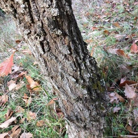 Quercus dentata (Daimyo Oak) 2