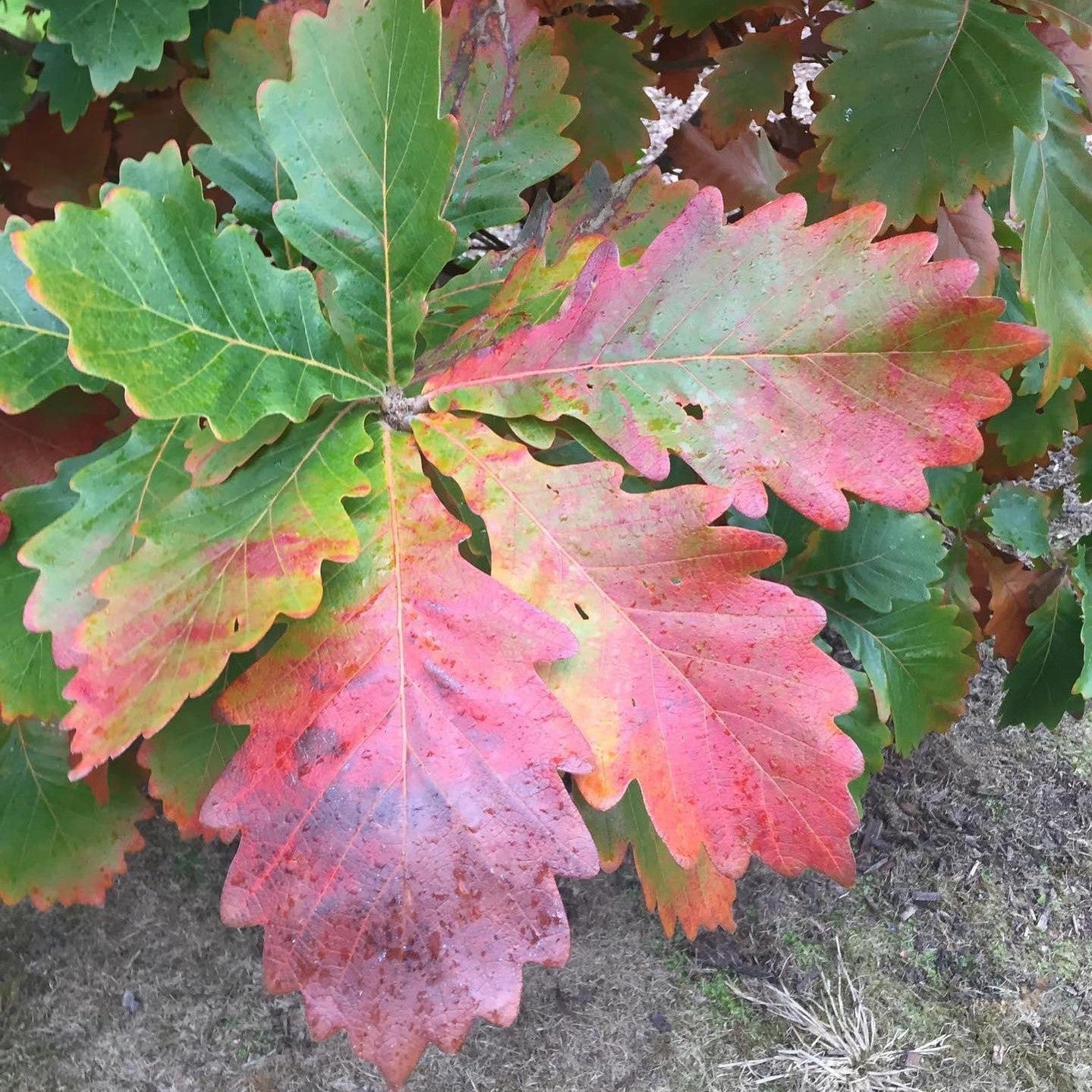 Quercus dentata (Daimyo Oak) 3